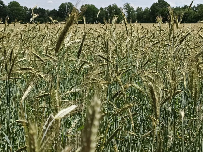 26. Juni 2022: Das Getreide wiegt sich im Wind.