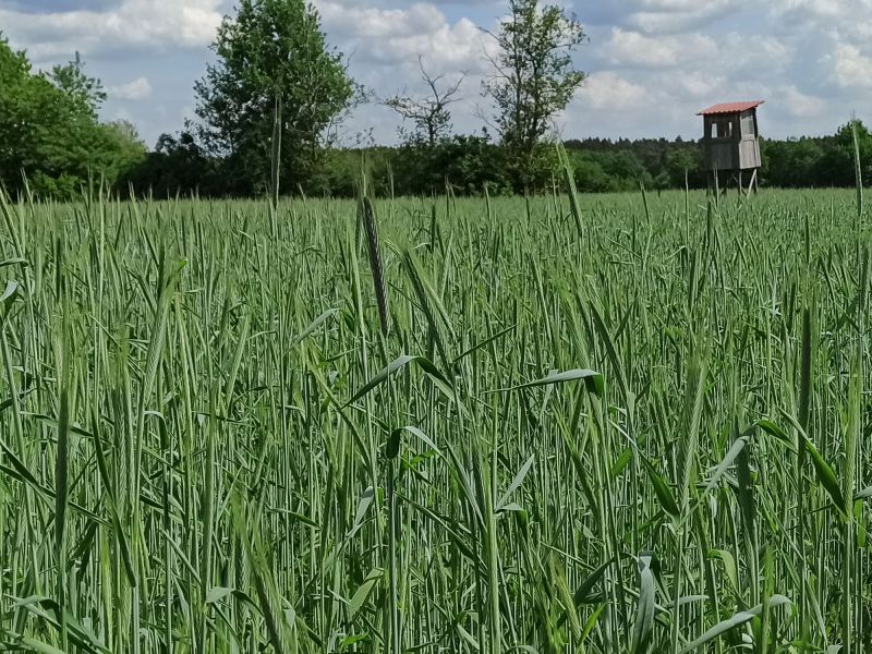 18. Mai 2022: Die Ähren sind immer besser sichtbar.
