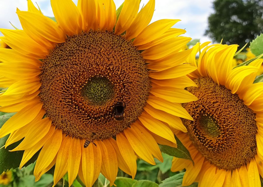 Sonnenblume