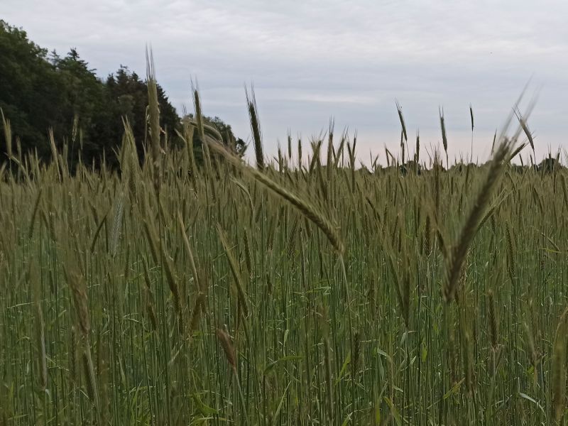 7. Juni 2022: Das Roggenfeld in den Abendstunden.