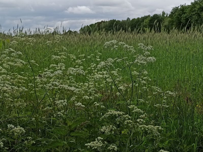 30. Mai 2022: Ackerwildkräuter, wie hier Schafgarbe, aber vor allem Kornblumen, Kamille und Mohn sind bunte und nützliche Begleiter.