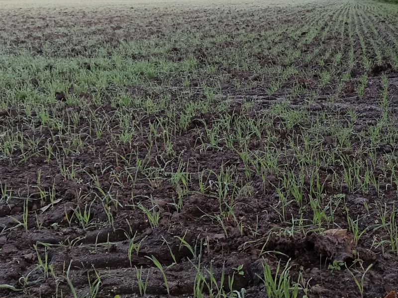 Auflafen: Noch im Herbst läuft der Roggen auf. Im September ist ein zartes Grün zu sehen. Positiver Nebeneffekt: ein bedeckter Boden ist geschützter.