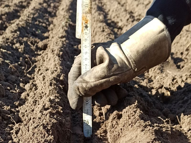 Richtige Kornablage: Trotz moderner Drill (Saat) Maschinen ist Handarbeit gefragt. Die richtige Ablagetiefe ist für eine ideale Entwicklung entscheidend.