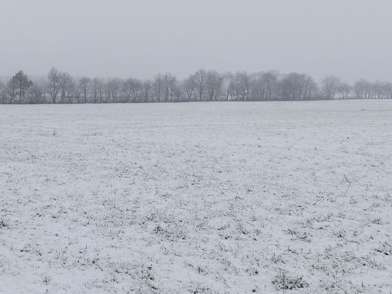 Schnee im Dezember 2021: Winterroggen kann Temperaturen bis zu -25° überstehen. Im Vergleich zu Sommerroggen kann er die Winterfeuchtigkeit besser nutzen, übersteht die Frühjahrstrockenheit besser und versprocht so einen höheren Ertrag.