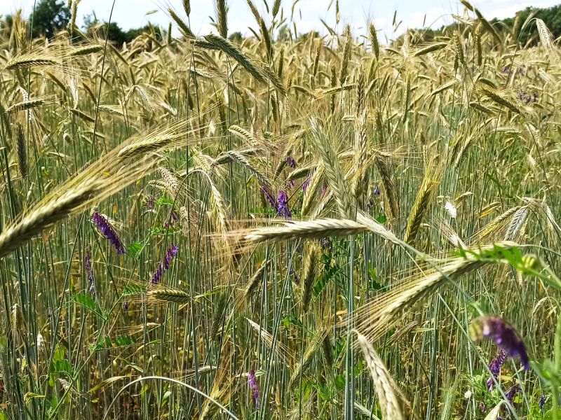 Wicken malen lila Farbtupfer in unser Korn. Das ist wunderschön und eine tolle Lebensgrundlage für diverse Insekten Lebensgrundlage.
