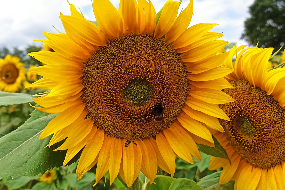 Sonnenblume