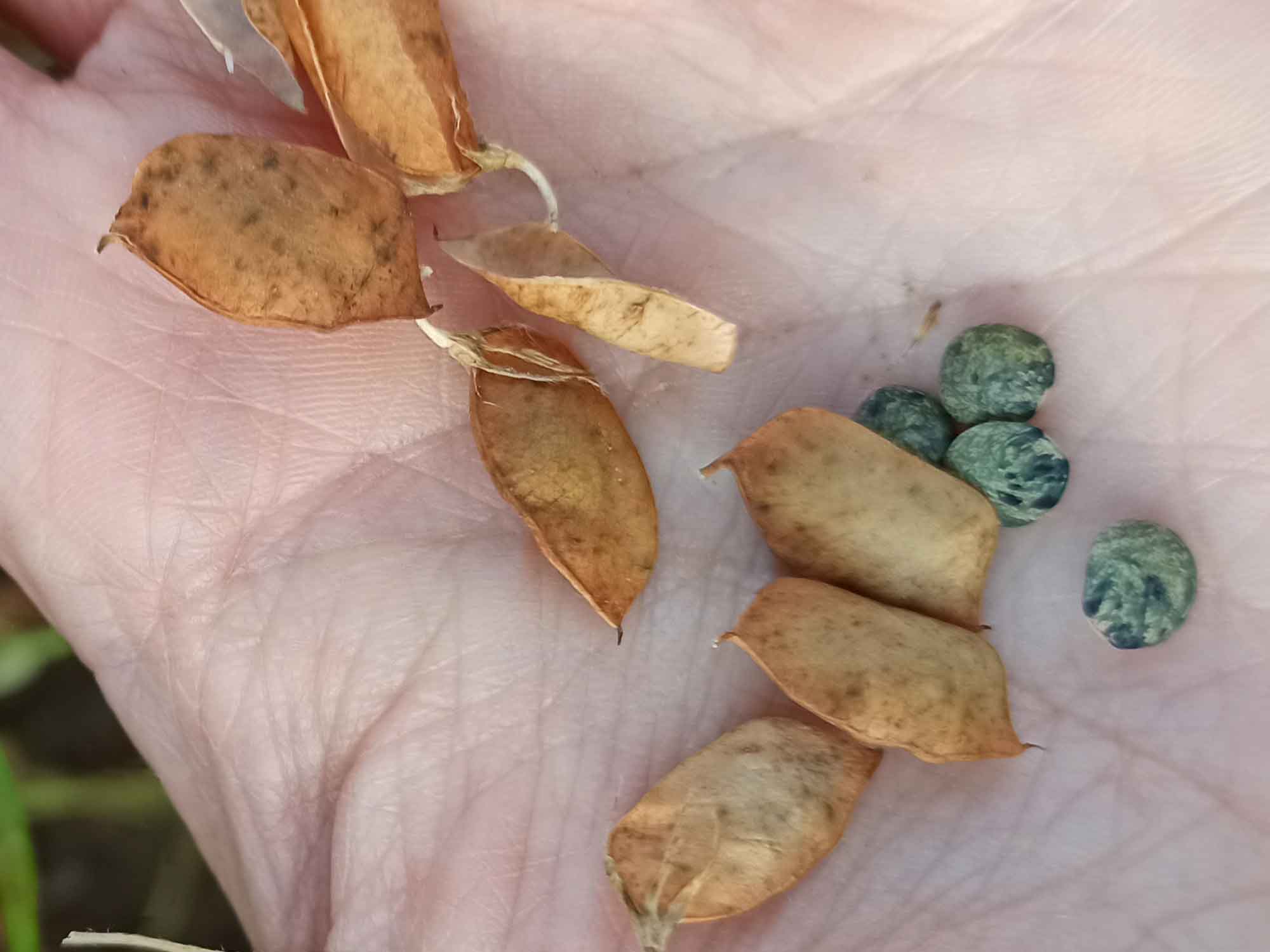 Dokumentation des Anbaus der Linse im Jahr 2024