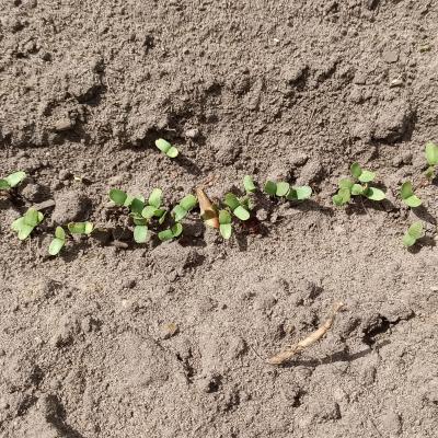 27. April:  Die Keimblätter von oben.