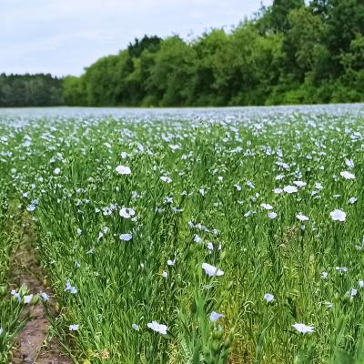 15. Juni: Der Lein blüht!