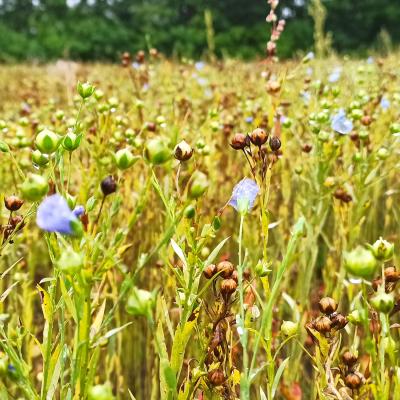 Blüten, grüne und braune Kapseln sind zu finden.