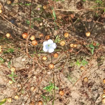 Einzelne Blüten sind zwischen den Kapseln zu finden.