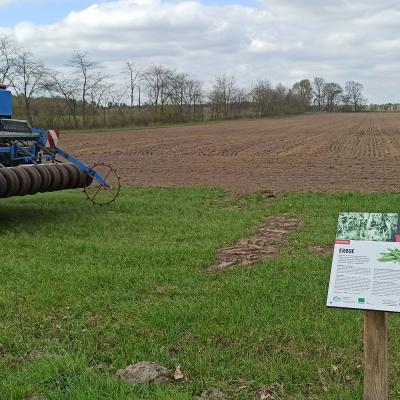 18. April: Die Aussaat der Erbse macht den Start in das zweite Projektjahr.