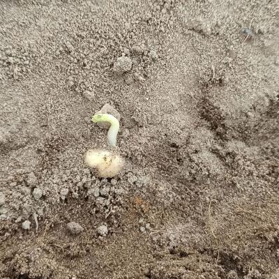 23. April: Blick unter die Erde. Die Erbse keimt.