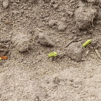 Oberhalb lassen sich die ersten Spitzen finden.