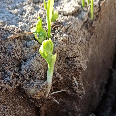 Ein Spatenstich ermöglicht die Sicht in den Wurzelbereich.