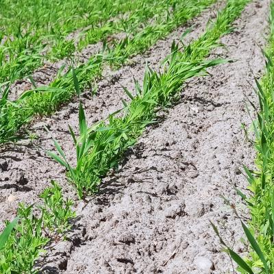 16. Mai: Die Reihen schließen sich.