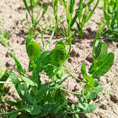 Beim genauen Hinsehen finden sich Läuse auf der Erbse.