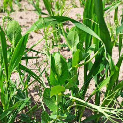 27. Mai: Die Erbse greift um sich.