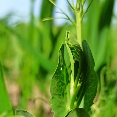 29. Mai: Die Blüte wird angelegt.