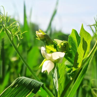 11. Juni: Die ersten Blüten!