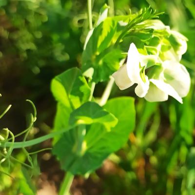 Wunderschön anzusehen, schwierig zu fotografieren.