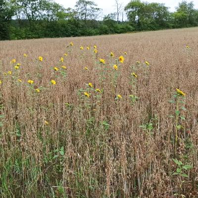 11. August: Die Erbse ist leider ein Totalausfall. Die wenigen Pflanzen, die sich entwickelt haben, sind vergammelt. Die Problematik mit der Vorkultur Sonnenblume (Durchwuchs) zeigt sich hingegen nur am Feldrand.