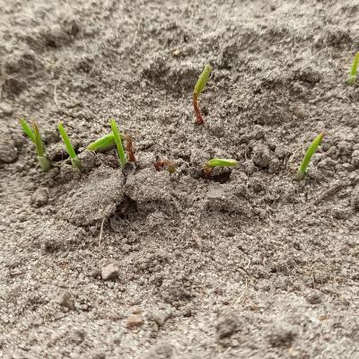 27. April: Die ersten Spitzen von Linsen und Hafer sind auf dem Feld zu sehen.