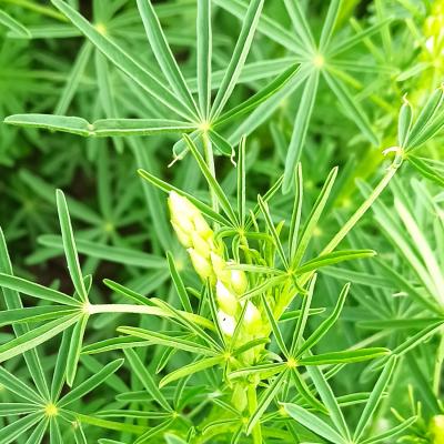 15. Juni: Kurz vor der Blüte.