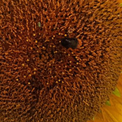 Wie viele Insekten sind hier zu entdecken?