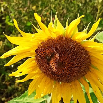 Ein Schmetterling!