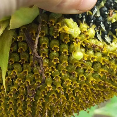 11. August: Die Sonnenblumenkerne haben sich ausgebildet. Die Abreife beginnt