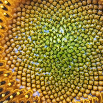 Sonnenblume 2023