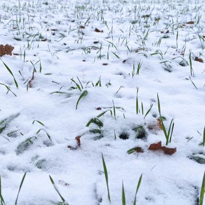 02. Dezember: Etwas Schnee.