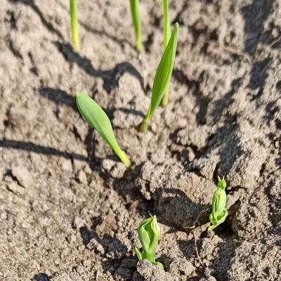 10. Mai: Erbse und Hafer sind aufgelaufen.