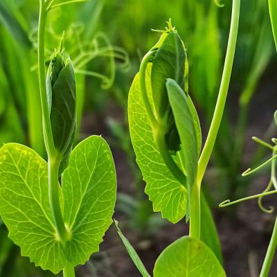 Wir sind voller Hoffnung für ein gutes Erbsen-Jahr.
