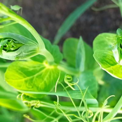 05. Juni: Ein genauer Blick von oben.