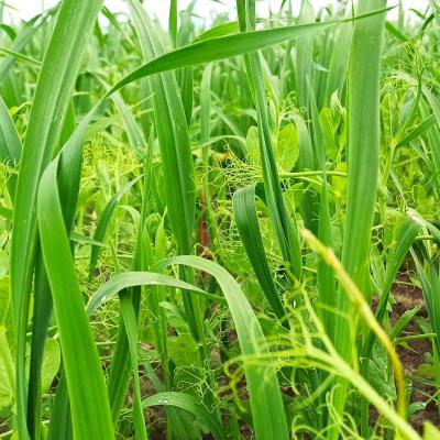 13. Juni: Die Erbse entwickelt sich gut.