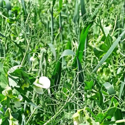 Die Erbse sieht gesund aus.