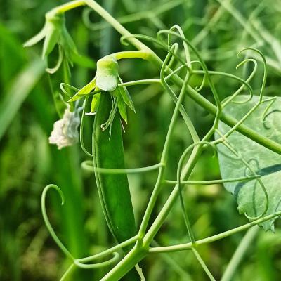 25. Juni: Die ersten Hülsen.
