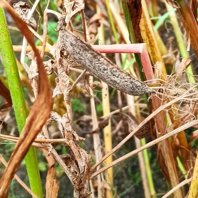 Der Sommer war zu feucht.