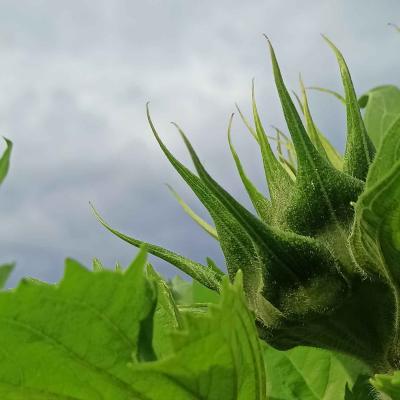 Sonnenblume 2024