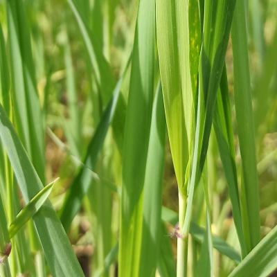 07. Mai: Die Blattöhrchen des Emmers.