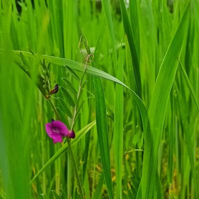 18. Mai: Wicken sind wunderschön, im Emmer-Feld jedoch unerwünscht