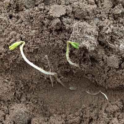 21. April: Die Linsen sind Aufgelaufen.