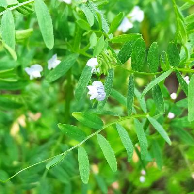 17. Juni: Linse mit Blüten.