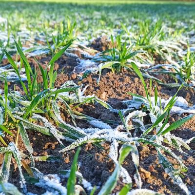 12. Januar: Frost
