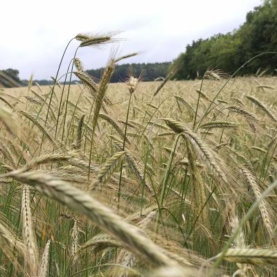 25. Juni: Das Korn begint zu reifen.