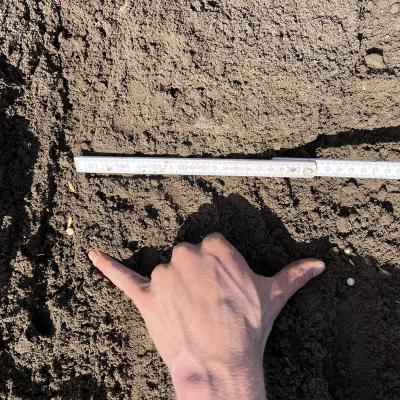 Reihenabstand der Erbse: 25cm
