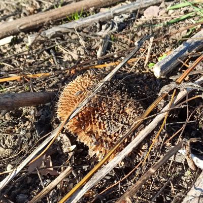 Der Sonnenblumenschlag muss nun bearbeitet und für die Zwischenfrucht vorbereitet werden.