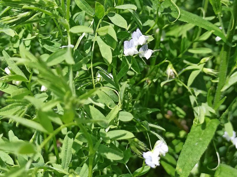 25. Juni: Blüten der Linse.